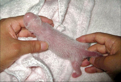 rat+dick.png