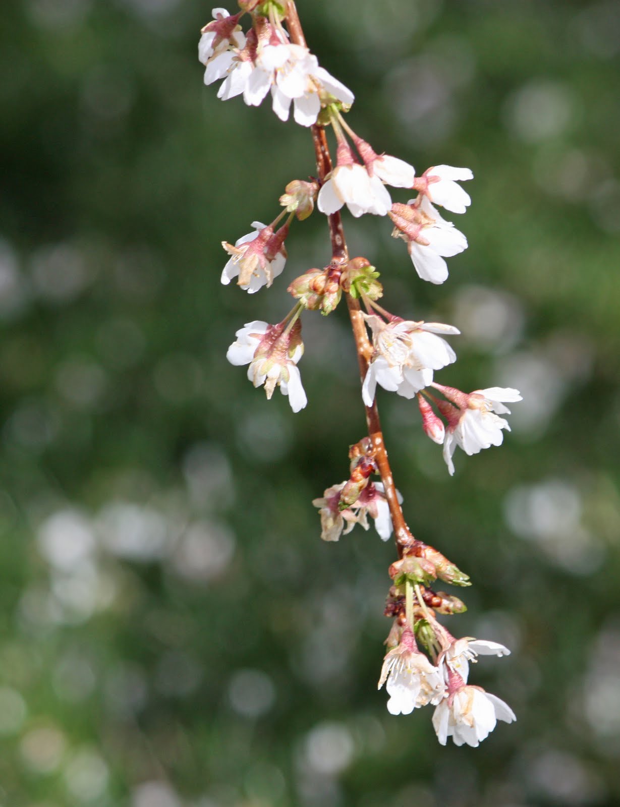 Weeping Cherry Tree Weeping Dwarf Cherry Tree.