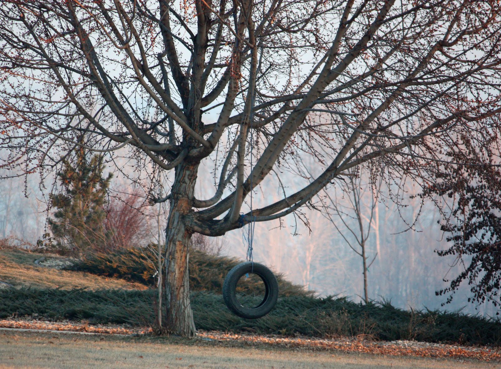 Tire Swing Sets For Trees Digitalspace Info
