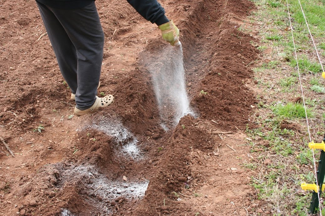 Можно вносить перед посадкой. Удобрение почвы. Подготовка почвы. Удобрения в лунки для картофеля. Внесение удобрений в почву.