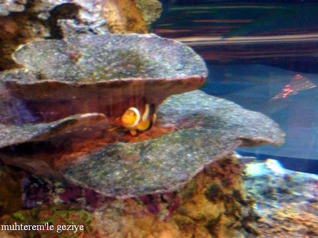 palyaço balığı kayıp balık nemo