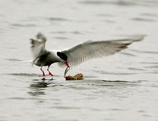 Common Tern feeding young