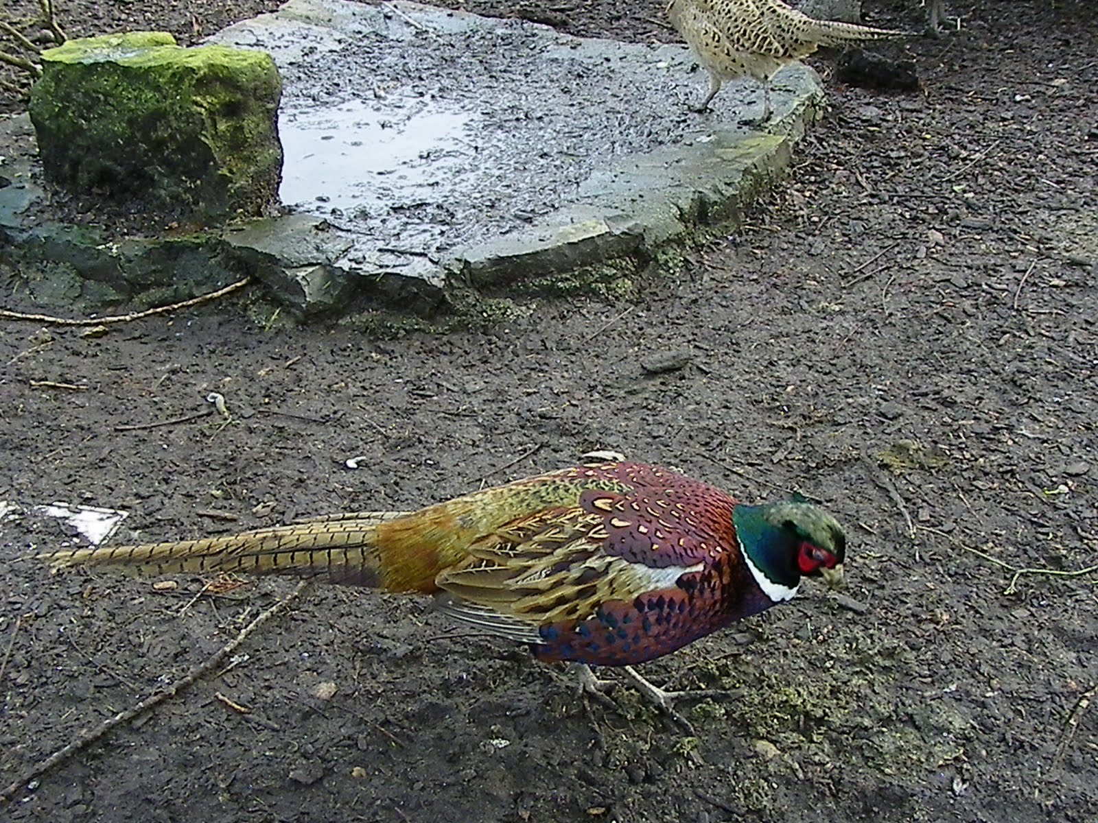 DIGISCOPING desde ASTURIAS: FAISÁN COMÚN.-Phasianus colchicus