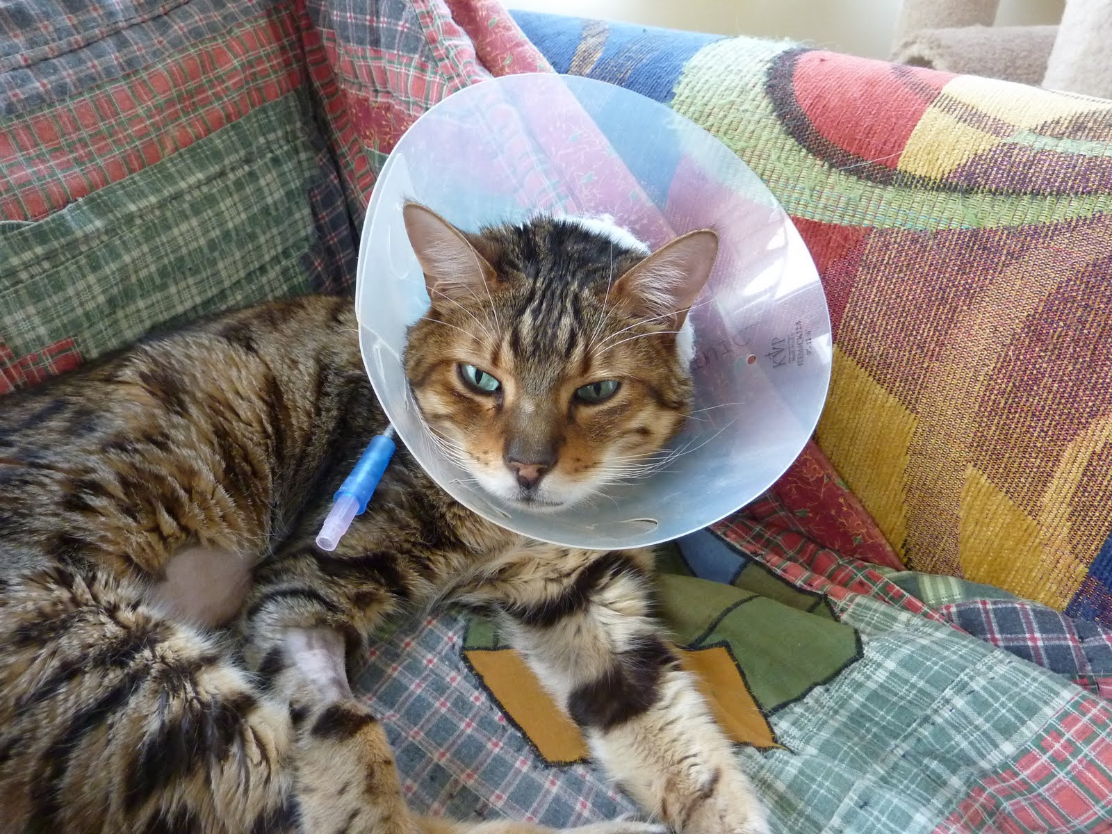LIFE IS GOOD NEW CHALLENGING WAYS FOR FEEDING A CAT