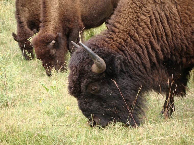 Buffalo in Custer State Park