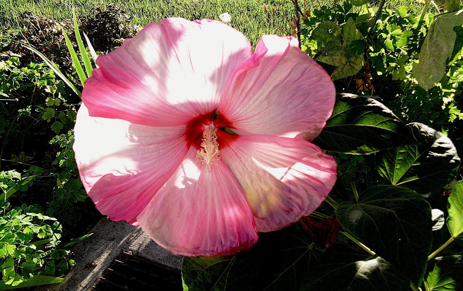 Skunk Tracks Pie Plate Hibiscus