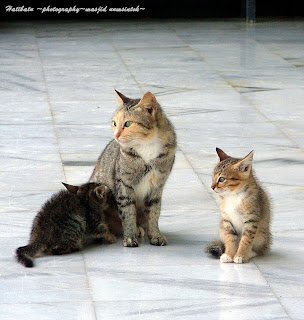 Hamzani Dahaman~cerita tentang gambar~: pengalaman yang menarik