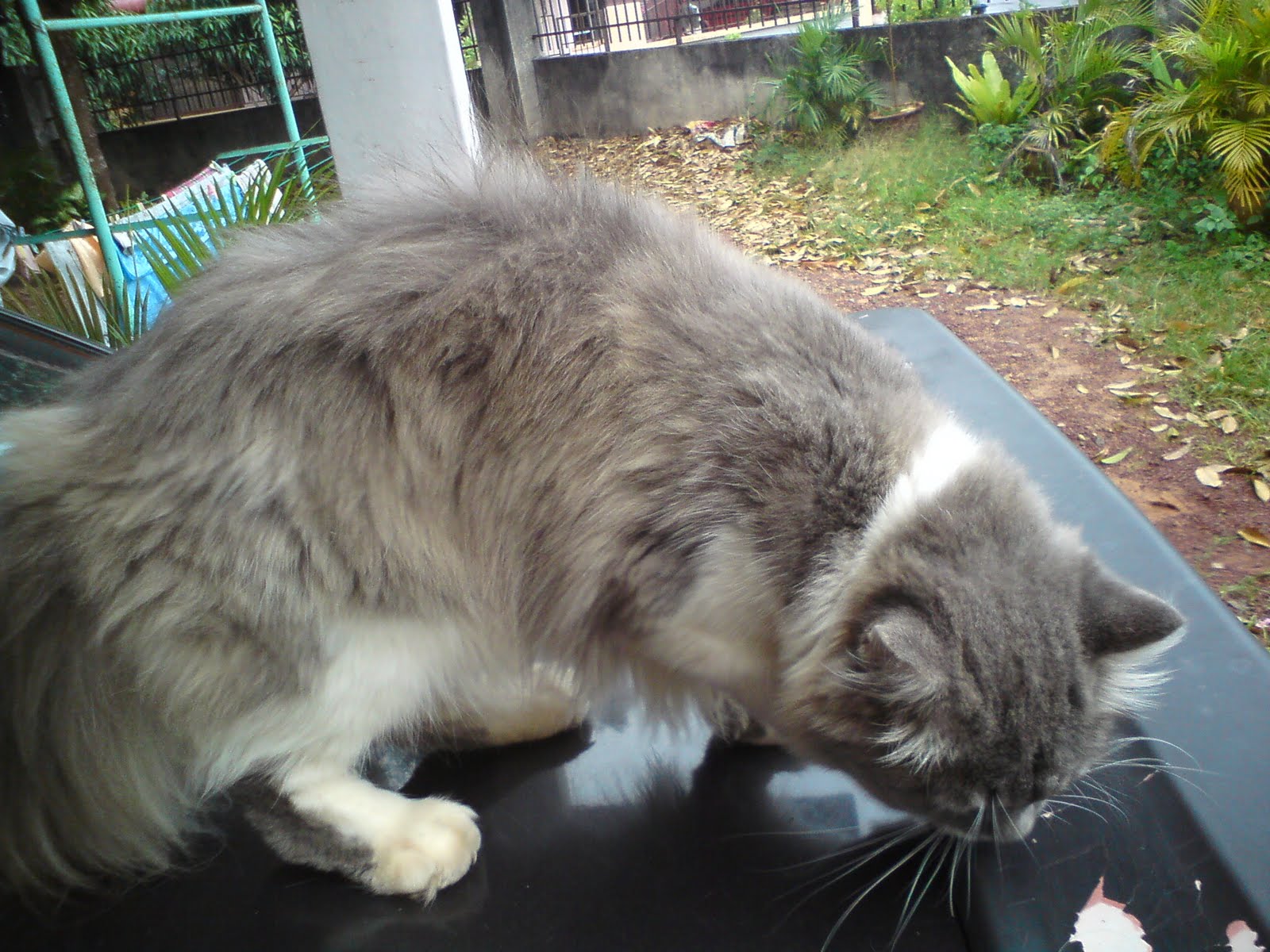 paHlaWaN MaoKiL: KucINg ParsI UntUk DjuAL.....