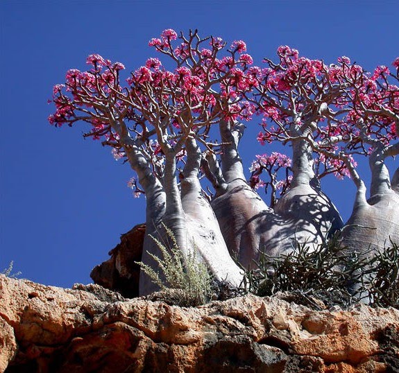 A little bit of everything: Socotra Island - An Alien Looking Place