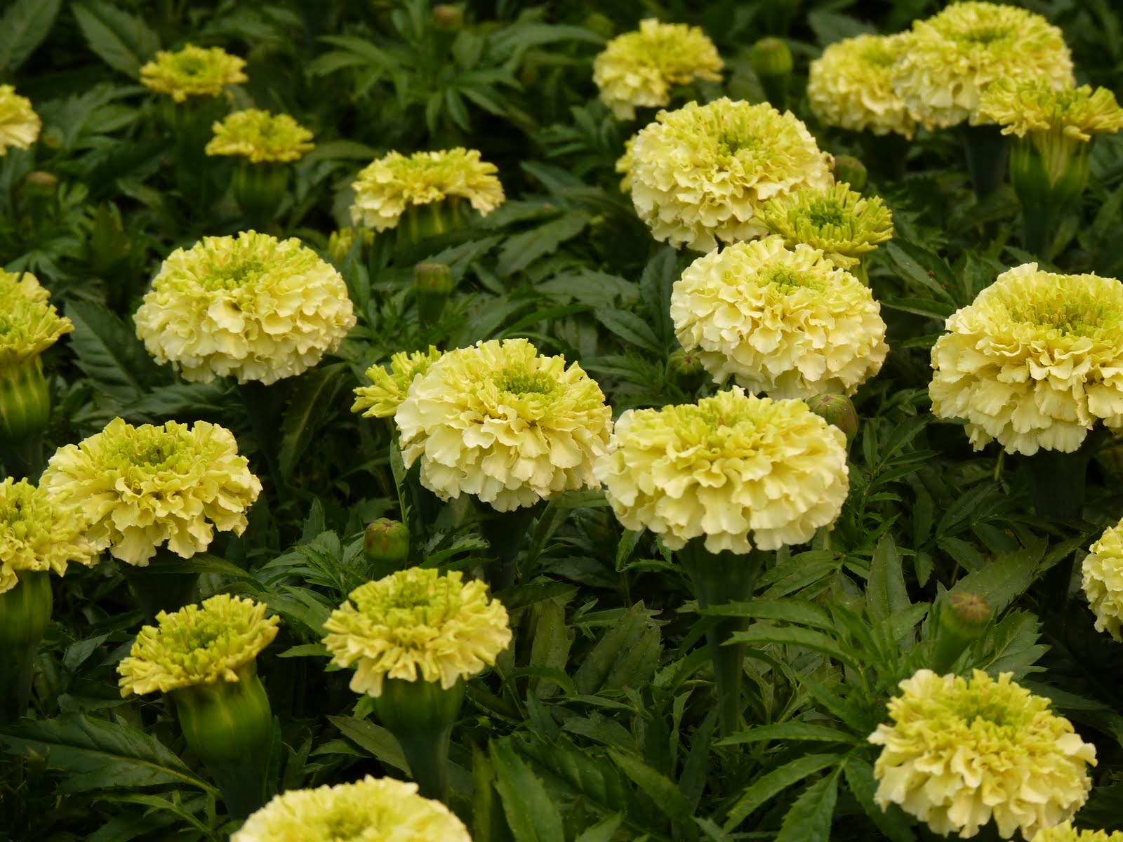 Houston Gardens: French Marigolds - What's In A Name?