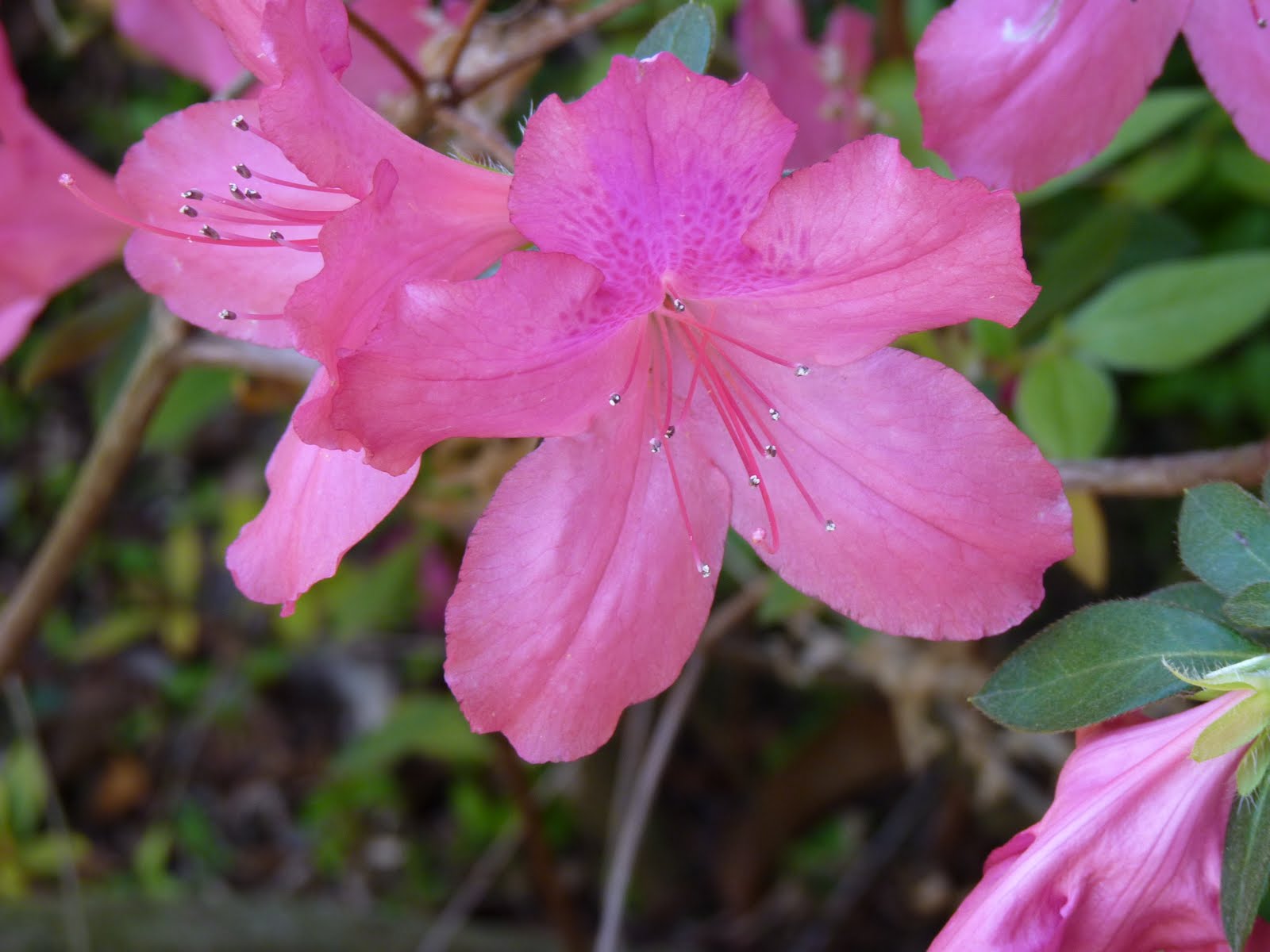 Houston Gardens: Pink Azaleas