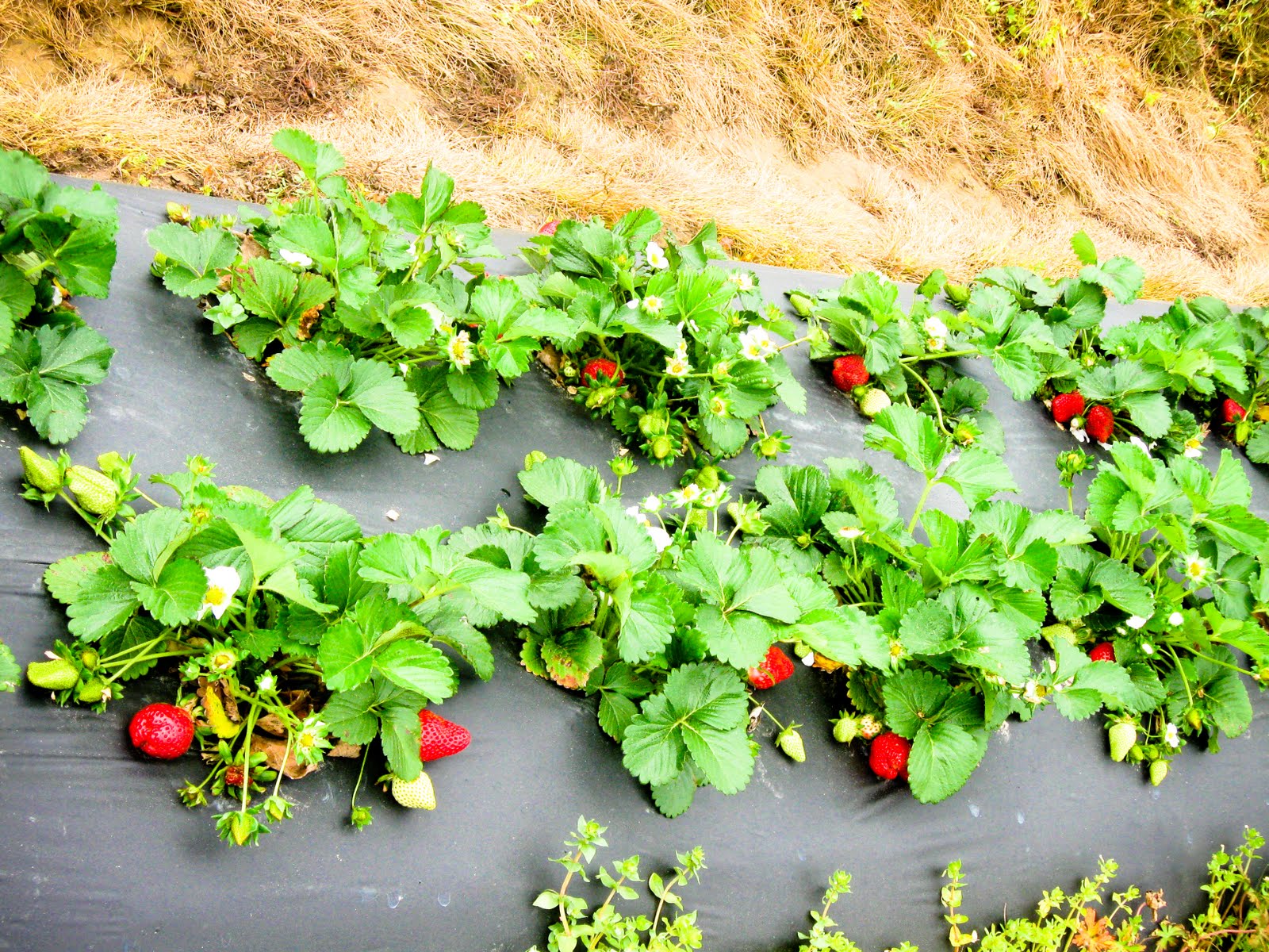 of the Apels Strawberry Pickin'