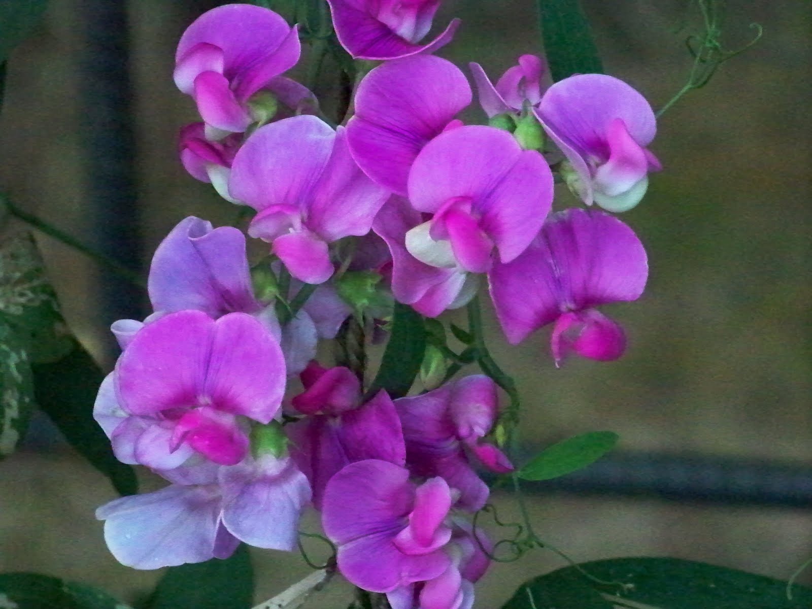 My Journey To Mindfulness: My Humble Sweet-Pea is Blooming