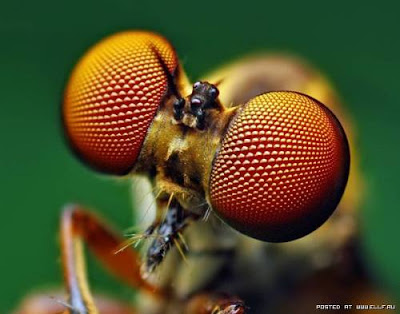 [Image: mata+serangga.jpg]
