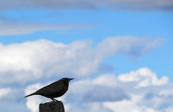 Loica y cielo magallánico