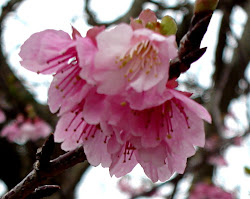 sakura japan sri lanka heart flower