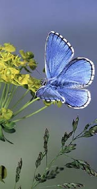 Diervriendelijke tuin