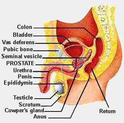 PHYSIOTHERAPY: Reproductive System For Male diagram of cowpers gland 