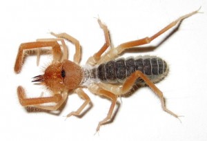 The Middle Of Everywhere July 2010 Sun Spiders And Wind Scorpions In Your Backyard We Recently Caught Released Three More Strange Looking Arachnids That Have Been Invading Our Home Office