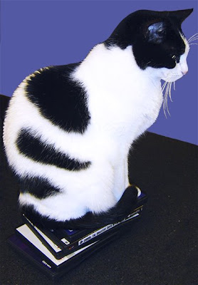 black and white cat perching on stack of dvds