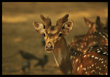 Oh Deer! Yes, in Delhi!
