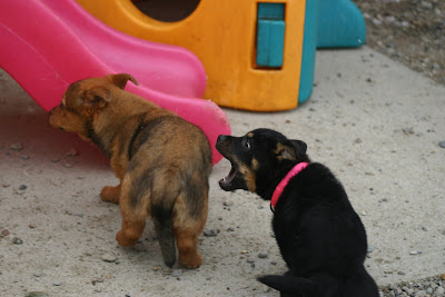 Lacey about to bite her sister Maggie on the butt!