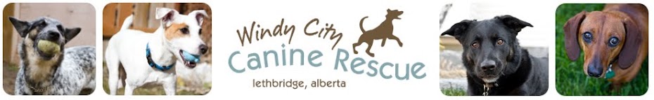 Windy City Canine Rescue