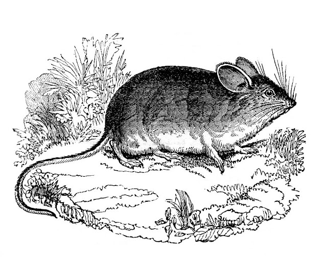 house mouse clipart - photo #50