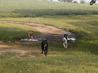 In the lead Peaches, back left Champ, right of Peaches is Kahlua, then me at right tail end