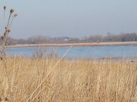 The creek feeding the marsh allowed for an area of open water, giving some Canadian Geese a place to rest. 