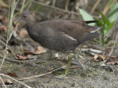 Weer een jonge Waterhoen