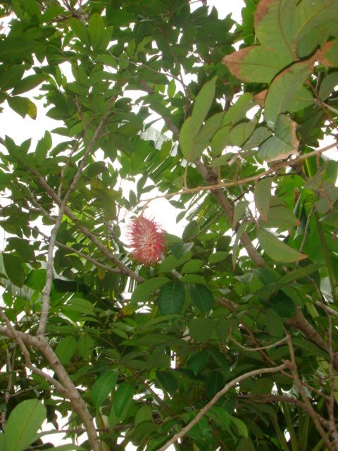 Pieces of Lin: Rambutan flower