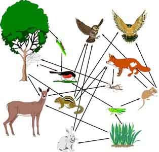 What is a food web? Functional Aspects of Ecosystem ~ Pass. Science. Solutions.
