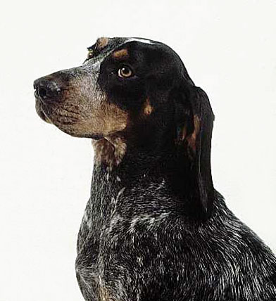 America coonhounds in the