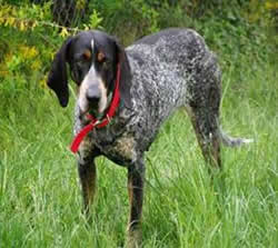 Bluetick Coonhound wallpaper | Free Animal Wallpapers