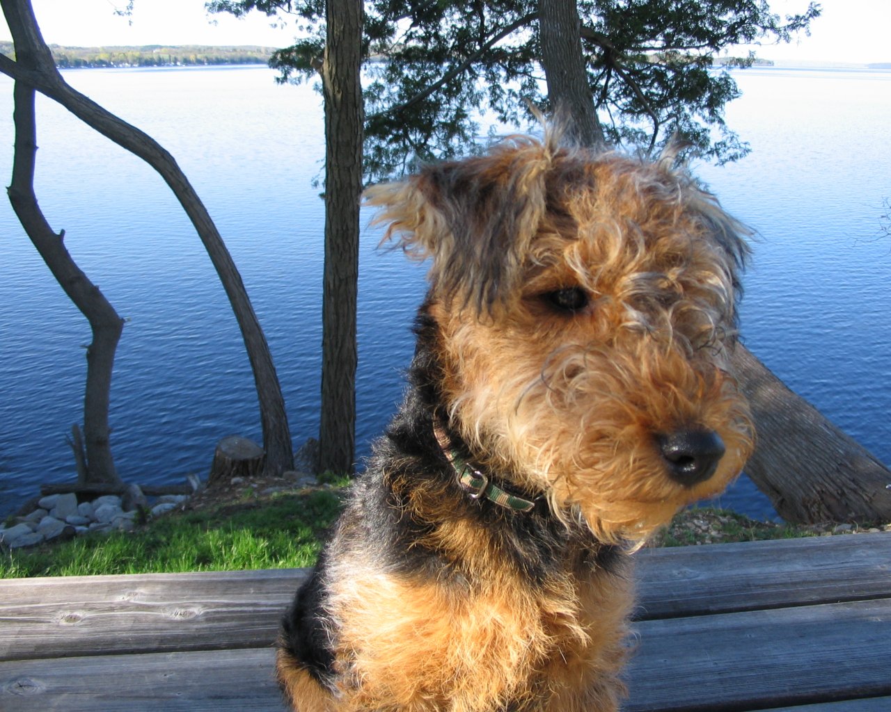 https://2.bp.blogspot.com/_FNQgkfCwYxs/TAeMLYqXMUI/AAAAAAAABv4/OaCg6x4OiS4/s1600/Airedale+Terrier+dog_wallpaper.jpg