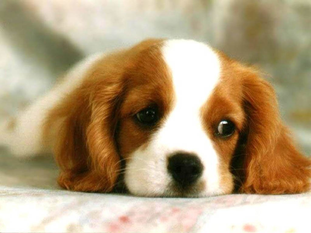 https://2.bp.blogspot.com/_FNQgkfCwYxs/TDgSxud5yyI/AAAAAAAACis/zmhk4K5VZHI/s1600/dog_6.jpg
