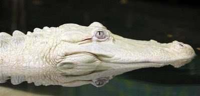germany albino alligator