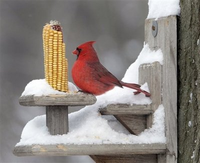male cardinal.