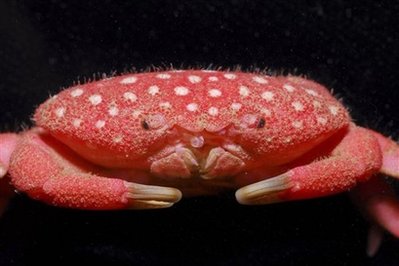 Animal: new species of crab (Neoliomera Pubescens).