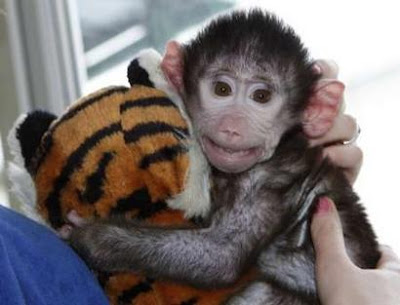 Animal: Kira, a 3-month-old baboon.