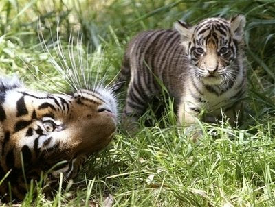baby Sumatran tiger