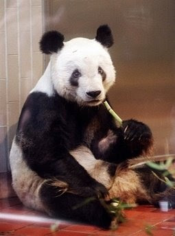 Japan's oldest giant panda: animals and pets