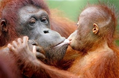 Animals: Sumatran Orangutan.