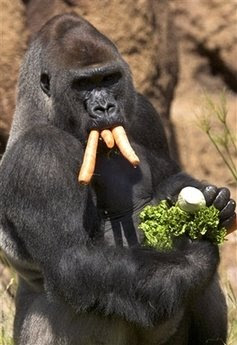 Animals: silverback gorilla.
