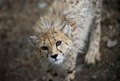 animal: cheetah.