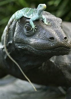 Animal: iguana.