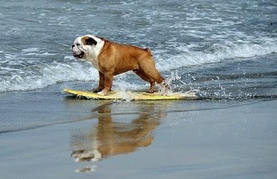 pets: surfer dog.