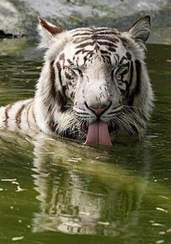 Animals: indian whtite tiger.