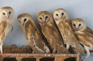 Animals: barn owls.
